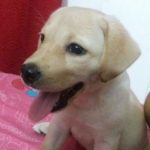 pet-house-pet-shops-rahara-kolkata