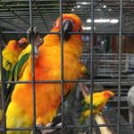 subhashish-bird-centre-pet-shops-kasba-kolkata